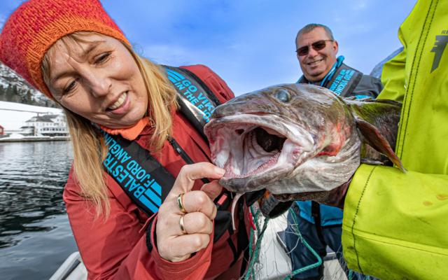 nyskerrig dame, skejjer munnen på fisk ig jakke i fine farger matauk i sognefjorden, brosme i fjærlandsfjorden
