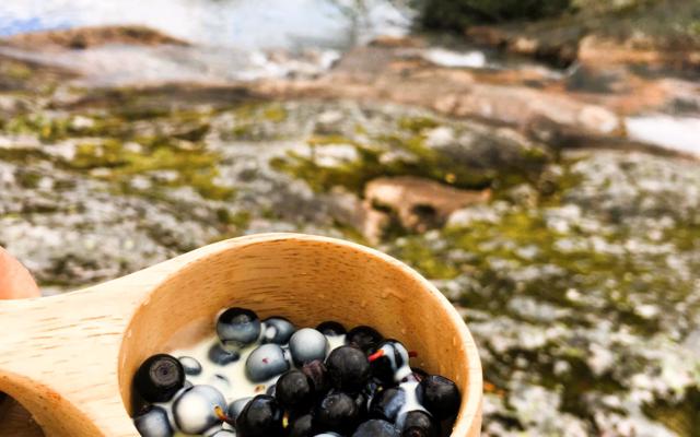 hiking in sognefjord picking blue berries in Balestrand 