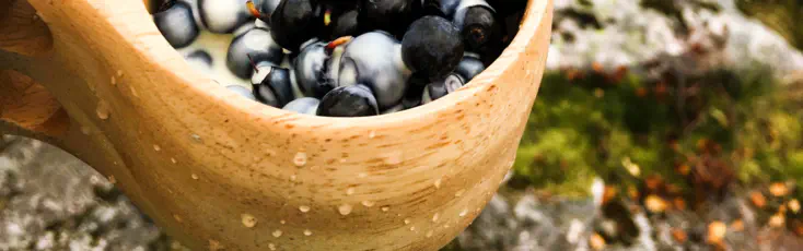 hiking in sognefjord picking blue berries in Balestrand