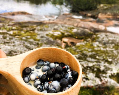 hiking in sognefjord picking blue berries in Balestrand