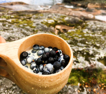 hiking in sognefjord picking blue berries in Balestrand 